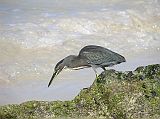 Galapagos 1-2-06 Bachas Lava Heron The lava heron, sometimes called Galapagos heron, is unique to the Galapagos. Its dark gray color blends with the color of lava as it stands motionless on the lava rockpools around the seashore remaining alert and waiting for prey.